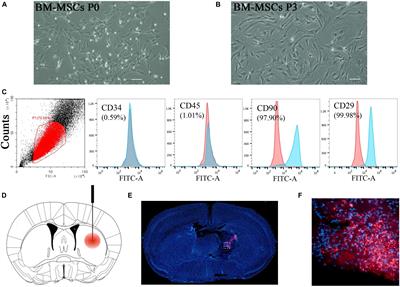 BM-MSC Transplantation Alleviates Intracerebral Hemorrhage-Induced Brain Injury, Promotes Astrocytes Vimentin Expression, and Enhances Astrocytes Antioxidation via the Cx43/Nrf2/HO-1 Axis